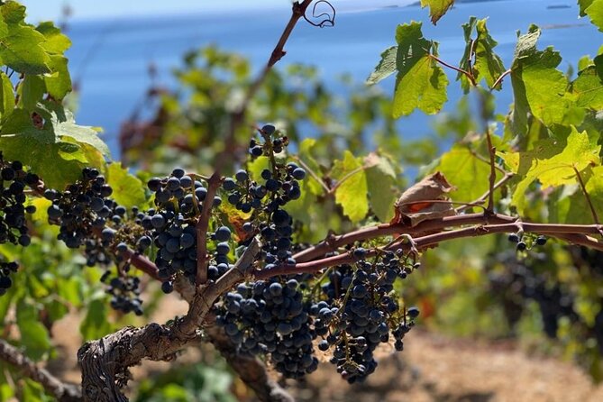 Authentic private viewpoint wine&dine tour - What’s included, and how the price adds up for a group of up to 4