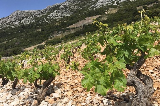 Classic Tour with Wine Tastings from Dubrovnik - A Peljesac wine day that feels like a lesson, not a sales pitch