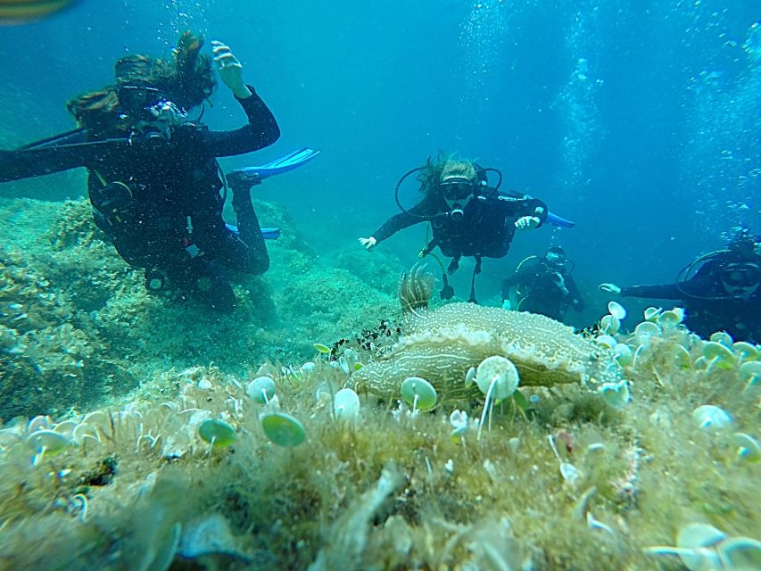 Dubrovnik: 1-Day Discover Scuba Diving Course - Key Highlights You Can Expect in Dubrovnik