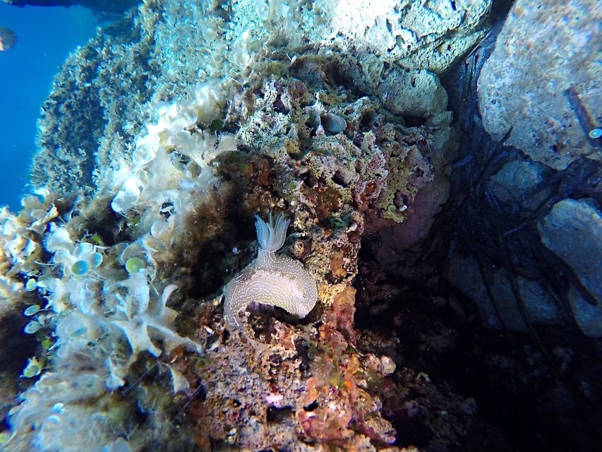 Dubrovnik: 1-Day Discover Scuba Diving Course - A 1-Day Scuba Intro That Fits Dubrovnik Timing