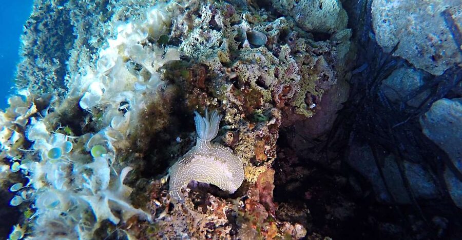 Dubrovnik: 1-Day Discover Scuba Diving Course - Meeting at the Dubrovnik Palace Area, Then Getting Gear Ready