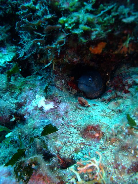Dubrovnik: 1-Day Diving Package - Two outings, selected for your level and the weather