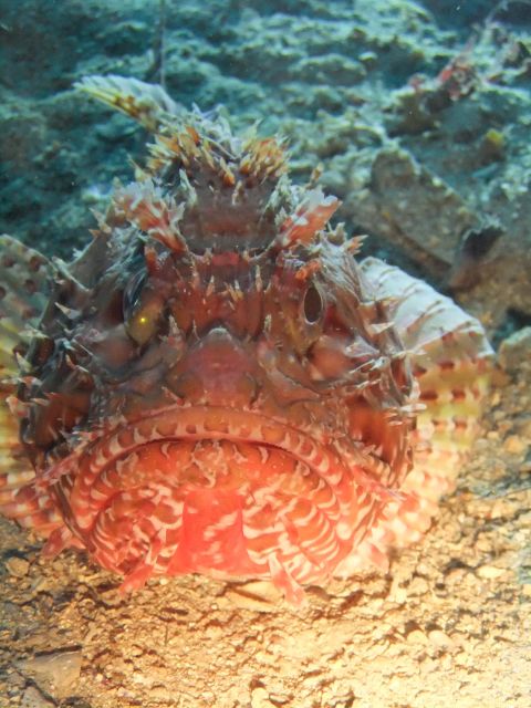 Dubrovnik: 1-Day Diving Package - Cold-water reality, wetsuits, and comfort tips