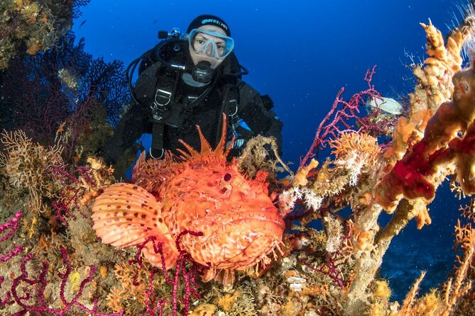 Dubrovnik 1 Dive for Certified Divers - What you can see in the southern Adriatic, from cave rooms to wrecks