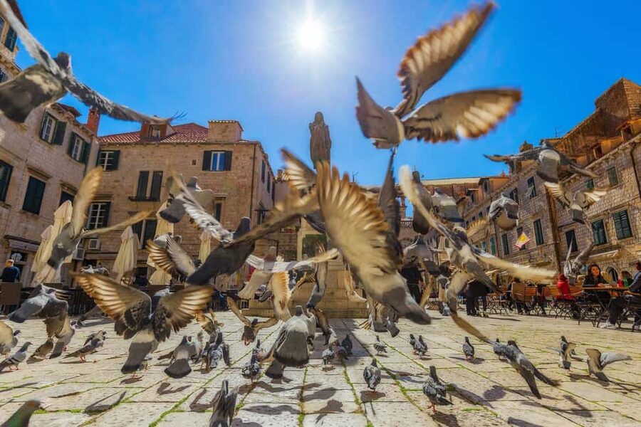 Dubrovnik for Kids: A Playful Family Walking Tour Experience - Key Things I’d Circle Before You Go