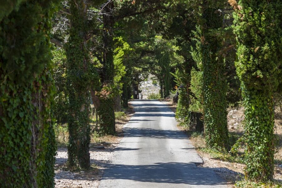 Dubrovnik: Game of Thrones Locations Driving Tour - Trsteno Arboretum: where the royal garden feel becomes real