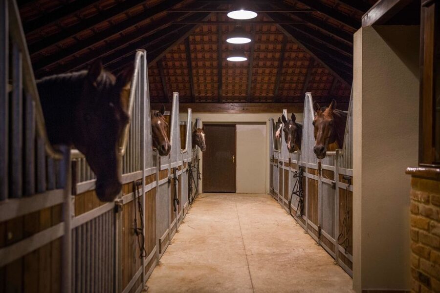Dubrovnik Kojan Koral: Horseback Riding - The Two-Hour Ride: Forest Trails, Rocky Coast, and Popovići