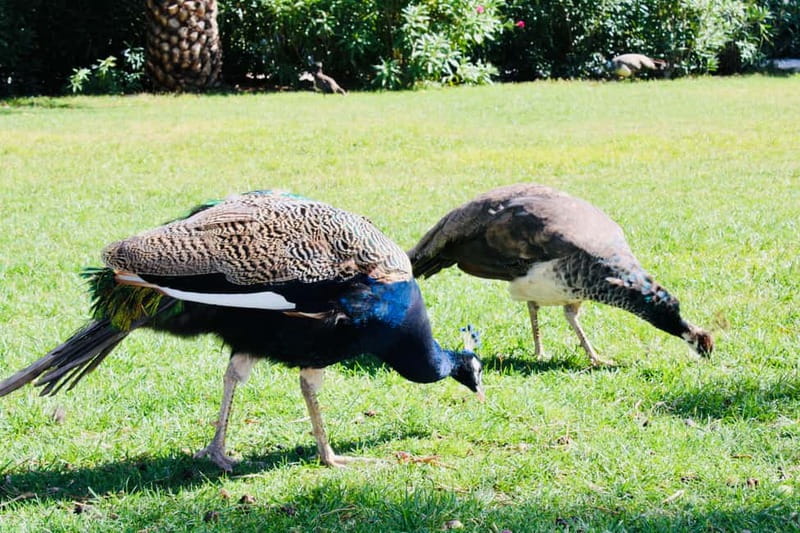 Dubrovnik or Cavtat: Lokrum Island and Betina Cave Boat Tour - Lokrum Island on Foot: Gardens, Monastery Grounds, Peacocks, and GOT