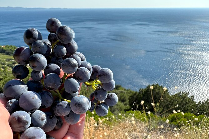 Dubrovnik Private Wine Tasting Tour to Peljesac Peninsula - Stop 5: Matusko winery for cellar tour and broad tastings