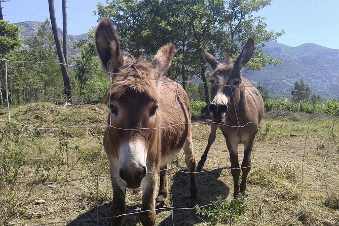 Flavours of Konavle: Wine, Food & Village Life Experience - Why Konavle is a smart break from Dubrovnik crowds