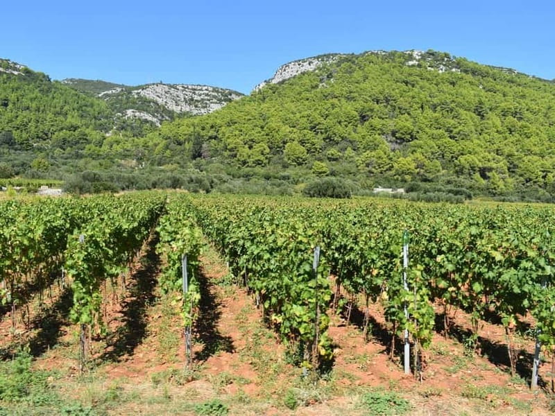 From Korcula Town: Local Wine & Sightseeing Half-Day Tour - Vineyard and Scenic Sightseeing: A Breather Before the Final Tasting