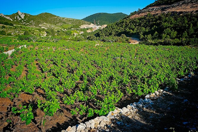 Half Day Tour - Deep and Dark Red Wine of Pelješac - Timing and Pacing: What 3 to 4 Hours Actually Feels Like