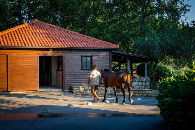 Horseback Riding in Konavle Region with Transport from Dubrovnik - Who This Tour Is Best For (and Who Should Reconsider)