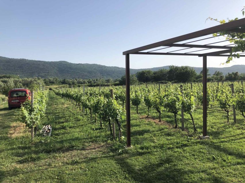 Konavle Valley: Private Half-Day Tour with Wine Tasting - Brunch at the vineyard: what’s included and why it’s timed well