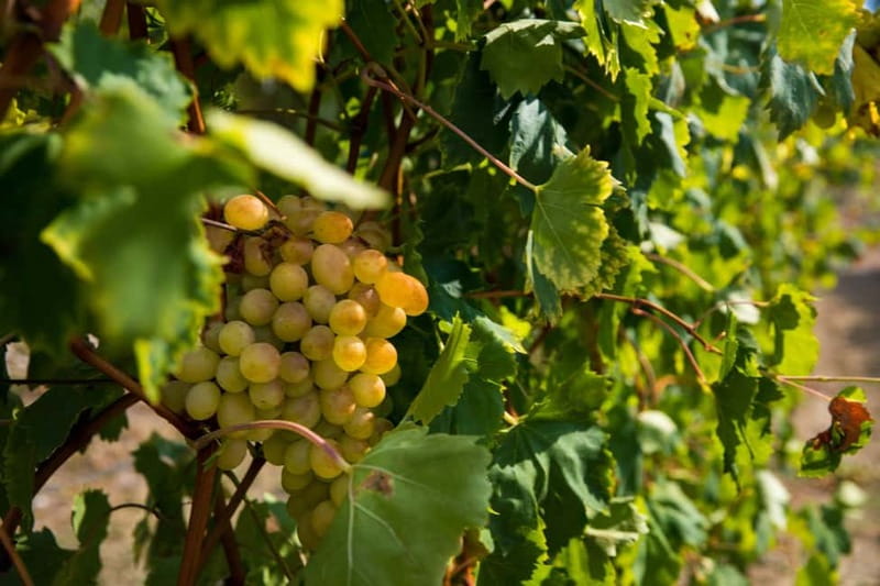Konavle Valley: Tour with Wine Tasting from Dubrovnik - Price and value: why this costs more than a basic wine tour