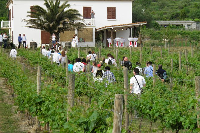 Konavle Valley Wine Tour from Dubrovnik with Train Ride and Wine Tasting - Konavle Valley in Real Life: Vineyards, Sea Air, and Village Craft Stops