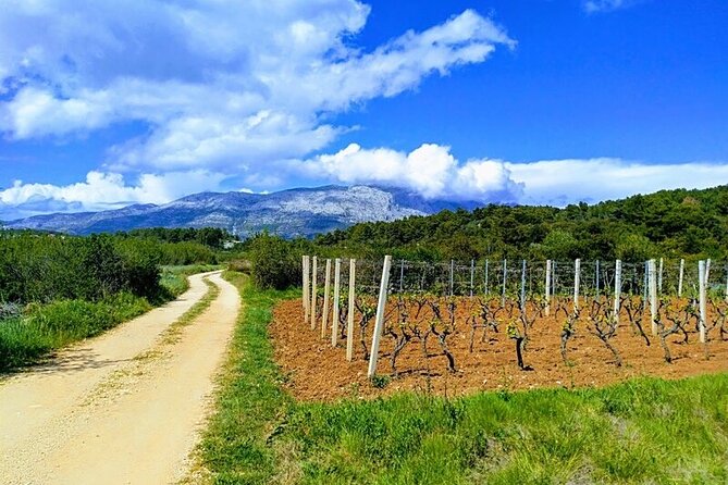 Korcula Bike & Wine Tour | Wine Tasting in Lumbarda - The 10 km ride: hills, gravel, heat, and the guide’s role