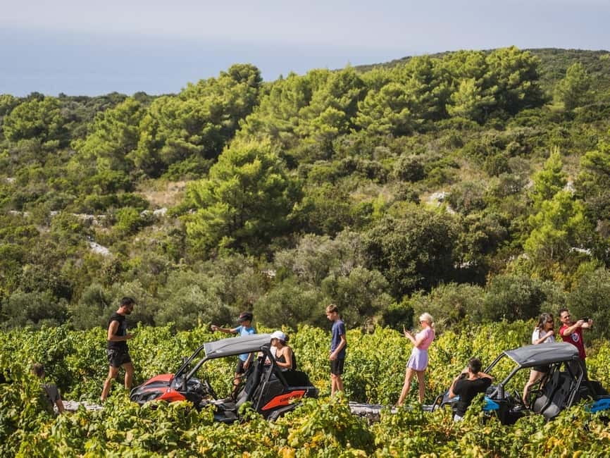 Korcula Buggy Safari With Wine Tasting - Adria winery tasting: the best way to end the day