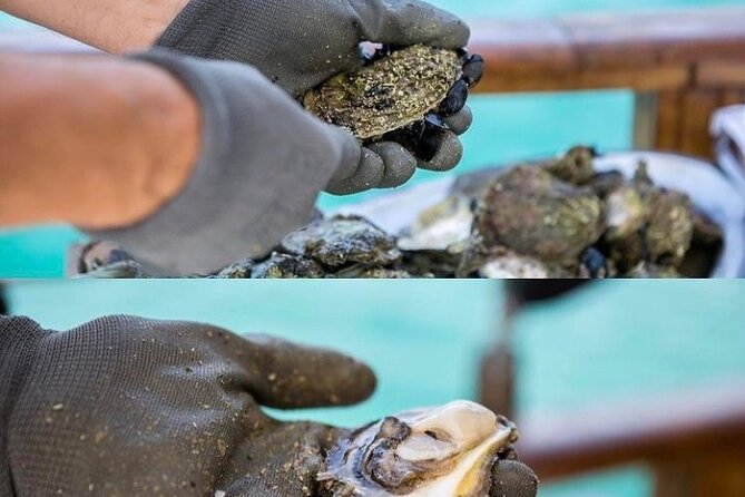 Oyster farm experience / Private day trip from Dubrovnik - What to pack and how to enjoy each stop without stress