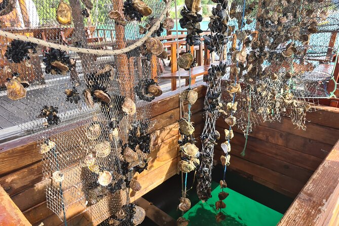 Oysters & Wine Tour From Dubrovnik (Small Group) - Ston Walls, Salt Works, and a Walk That Makes the Region Make Sense
