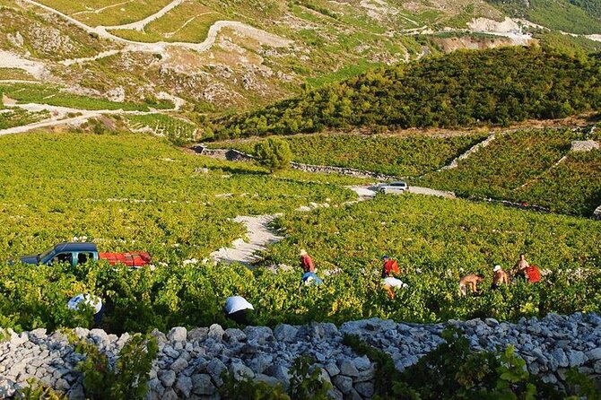 Oysters & Wine Tour From Dubrovnik (Small Group) - Pickup and Drop-Off Across Dubrovnik: Saving Time Without Losing the Day