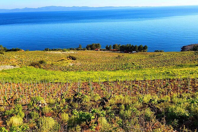 Peljesac and Ston Private Wine Tour with Tastings from Dubrovnik - Ponikve valley winery stop: meet the owner style tastings