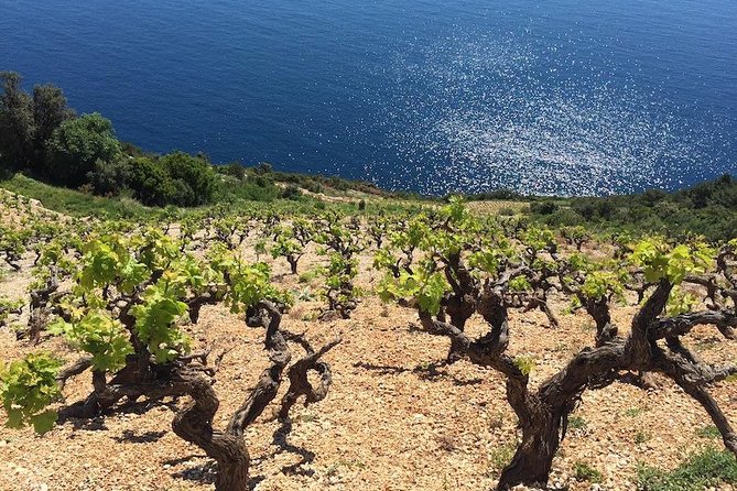 Peljesac and Ston Private Wine Tour with Tastings from Dubrovnik - Price and logistics, what you really get for $374.11