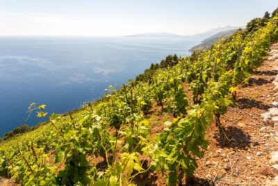 Pelješac Full-Day Wine and Food Tour from Dubrovnik
