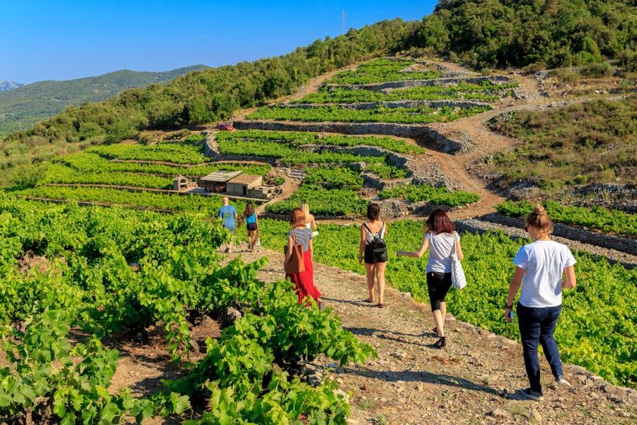 Pelješac Full-Day Wine and Food Tour from Dubrovnik - Pelješac wineries: steep slopes, cellars, and a grape lesson