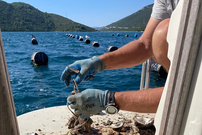 Pelješac - Wine, Oysters and Food Experience from Dubrovnik - Stop 2 Winery: the cellar tour and the deeper tasting rhythm