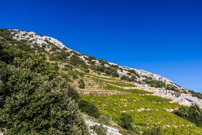 Peljesac Wine & Ston Oysters PRIVATE HALF DAY SHORE TOUR - Why Mali Ston Oysters and Pelješac Wine Fit Together So Well
