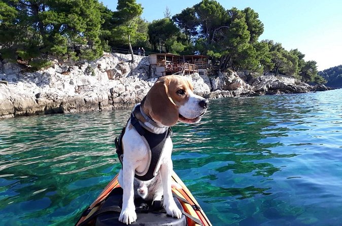 'Pomalo' Guided Sea Kayaking Tour in Cavtat - Price and Value: Is $48.39 Worth It?