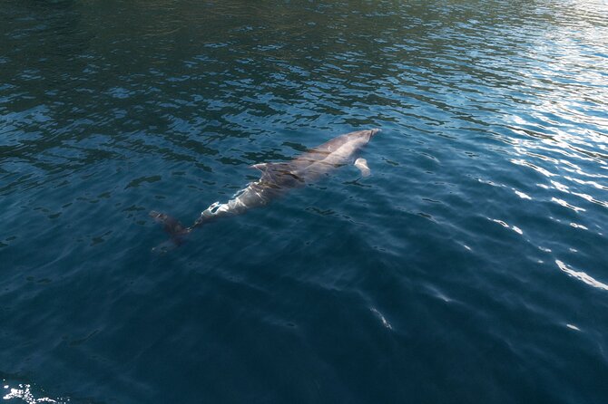 Private Boat Tours Dubrovnik Beach stops and Blue Cave tour - Optional sea sports: fun extras, not part of the base price