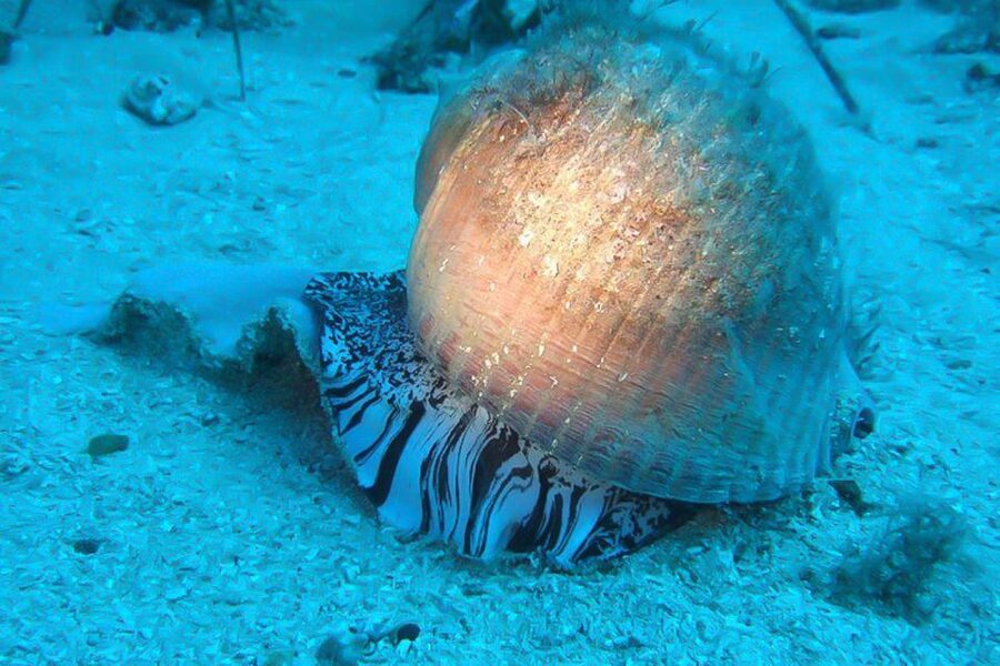 Scuba Diving in Dubrovnik: 1 Dive for Certified Divers - Key Points You Should Know Before Booking