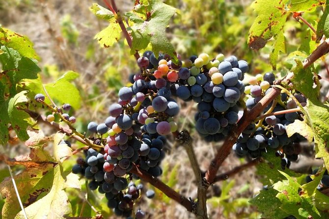 Wine Lover's Tour of Peljesac Peninsula - Your Guide Makes the Difference (Dejana, Bo, Daniel, Dana)